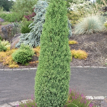 Juniperus communis 'Compressa' (016063)