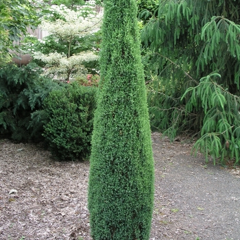 Juniperus communis 'Compressa' (016064)