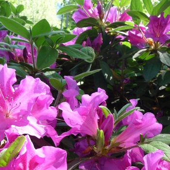 Rhododendron Encore® 'Autumn Royalty®' (016112)