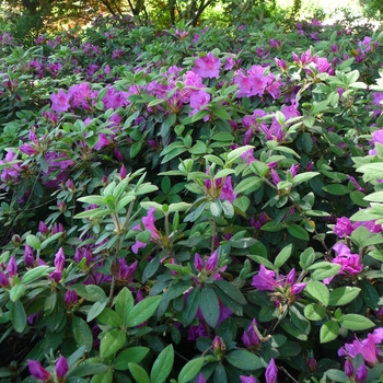 Rhododendron Encore® 'Autumn Royalty®' (016113)