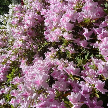 Rhododendron Southern Indica hybrid 'George Taber' (016114)