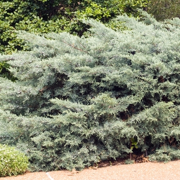 Juniperus virginiana 'Grey Owl' (016121)