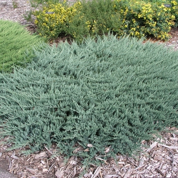 Juniperus horizontalis 'Blue Chip' (016123)