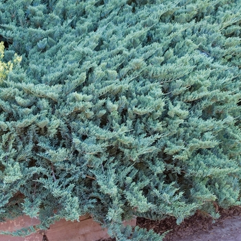 Juniperus horizontalis 'Blue Chip' (016124)