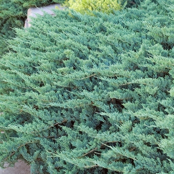Juniperus horizontalis 'Blue Chip' (016125)