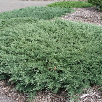 Juniperus horizontalis 'Hughes' (016126)