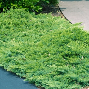 Juniperus sabina 'Broadmoor' (016138)