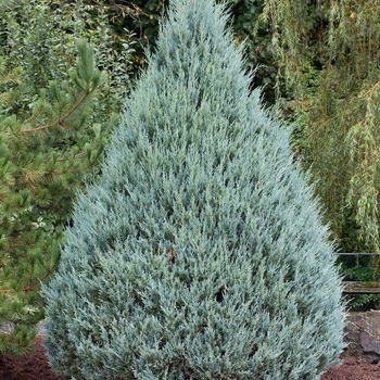 Juniperus scopulorum 'Wichita Blue' (016150)