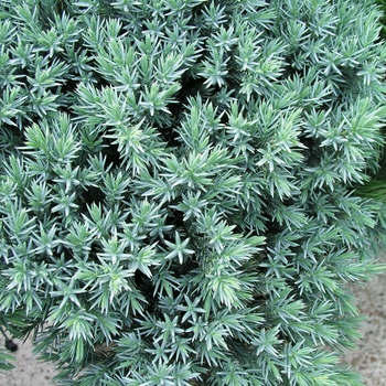 Juniperus squamata 'Blue Star' (016151)