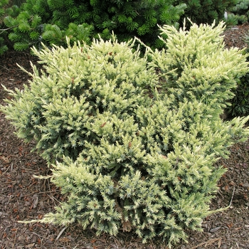 Juniperus squamata 'Dream Joy' (016153)