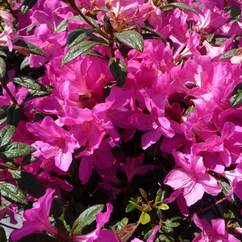 Rhododendron Encore® 'Autumn Amethyst®' (016163)