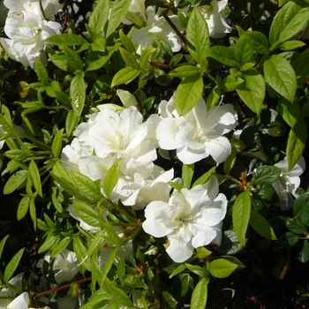 Rhododendron Encore® 'Autumn Moonlight®' (016166)