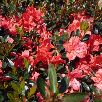 Rhododendron Girard hybrid 'Girard's Fashion' (016168)