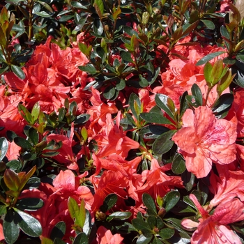 Rhododendron Girard hybrid 'Girard's Fashion' (016169)