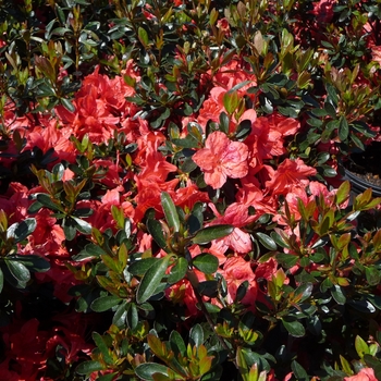 Rhododendron Girard hybrid 'Girard's Fashion' (016170)