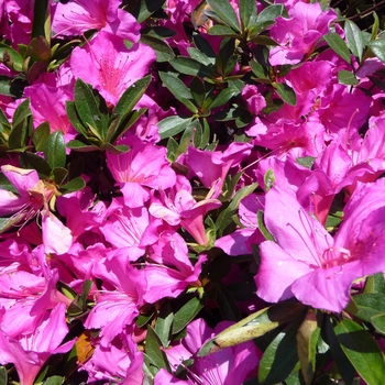 Rhododendron Southern Indica hybrid 'Formosa' (016171)