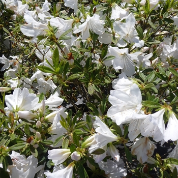 Rhododendron 'Mrs. G.G. Gerbing' (016174)