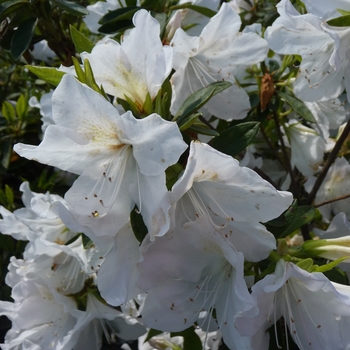 Rhododendron 'Mrs. G.G. Gerbing' (016175)