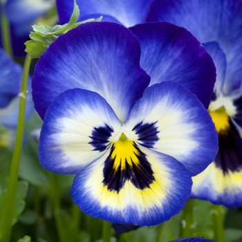 Viola x wittrockiana 'Blueberry Thrill' (016280)