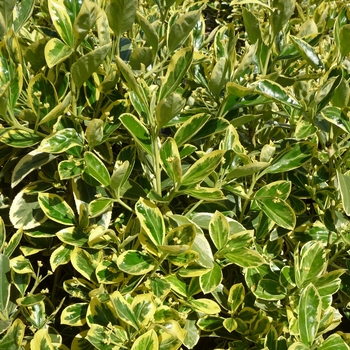Euonymus japonicus 'Silver King' (016369)
