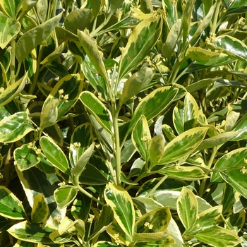 Euonymus japonicus 'Silver King' (016371)