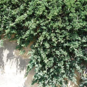 Juniperus horizontalis 'Wiltonii' (016383)