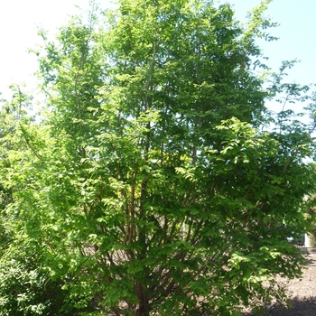 Metasequoia honshuenensis '' (016387)