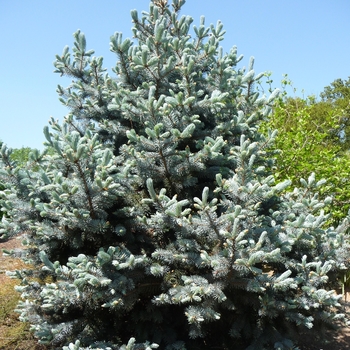 Picea pungens 'Hoopsii' (016391)