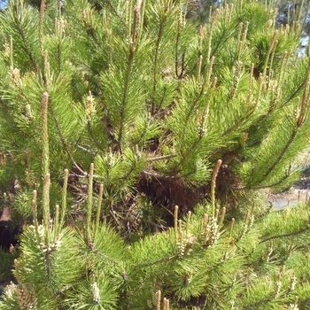 Pinus thunbergii '' (016396)