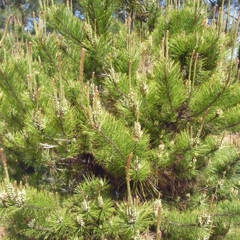 Pinus thunbergii '' (016397)