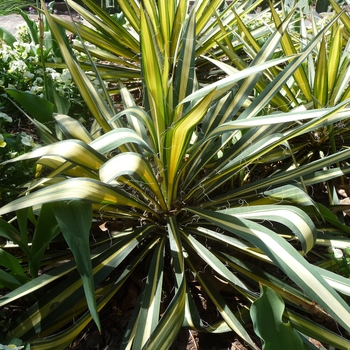 Yucca filamentosa 'Color Guard' (016439)