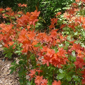 Rhododendron flammeum 'Harry's Honey' (016450)
