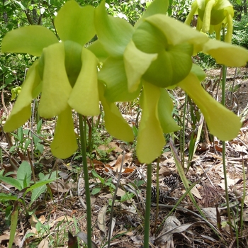 Sarracenia purpurea '' (016462)