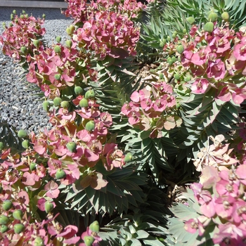 Euphorbia rigida '' (016475)