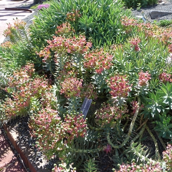 Euphorbia rigida '' (016477)