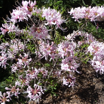 Rhododendron periclymenoides 'Lavender Girl' (016496)