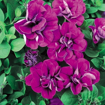 Petunia Supertunia® 'Double Purple' (016549)