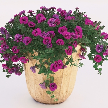 Petunia Supertunia® 'Double Purple' (016550)