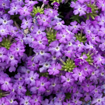 Verbena Tapien 'Lilac' (016564)