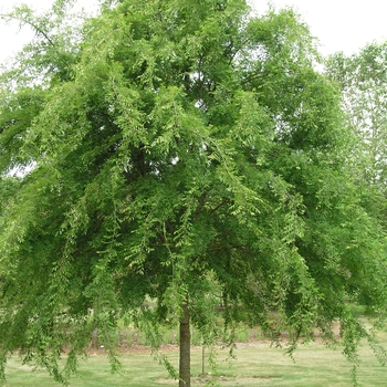 Ulmus parvifolia 'Allee®' (016621)