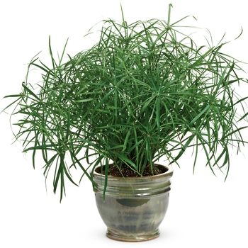 Cyperus involucratus Graceful Grasses® 'Baby Tut®' (017237)