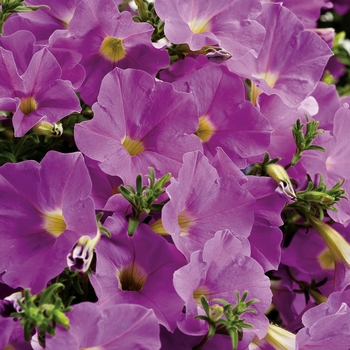 Petunia Supertunia® 'Lavender Skies' (017242)