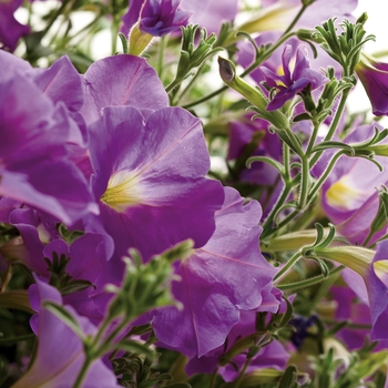 Petunia Supertunia® 'Lavender Skies' (017243)