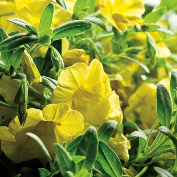 Calibrachoa Superbells® 'Yellow' (017251)