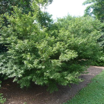 Acer palmatum 'Wou nishiki' (017263)