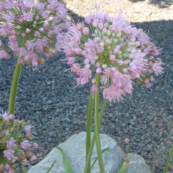Allium 'Pink Feathers' (017268)