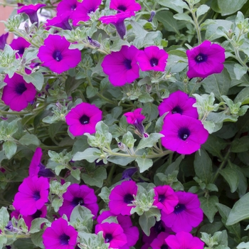Petunia Surfinia® 'Mini Purple' (017294)