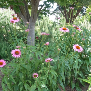 Echinacea purpurea Prairie Pillars™ 'Ruby Giant' (017322)