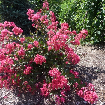 Lagerstroemia indica Fleming Filligrees® 'Red Filli' (017363)