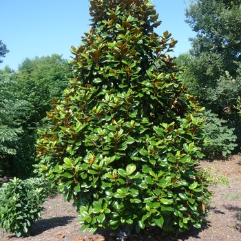 Magnolia grandiflora 'Teddy Bear®' (017367)